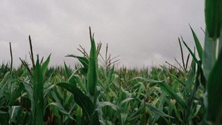 Nebraska’s “Golden Triangle” Fuels Economy as Corn Remains King (doing business in nebraska)